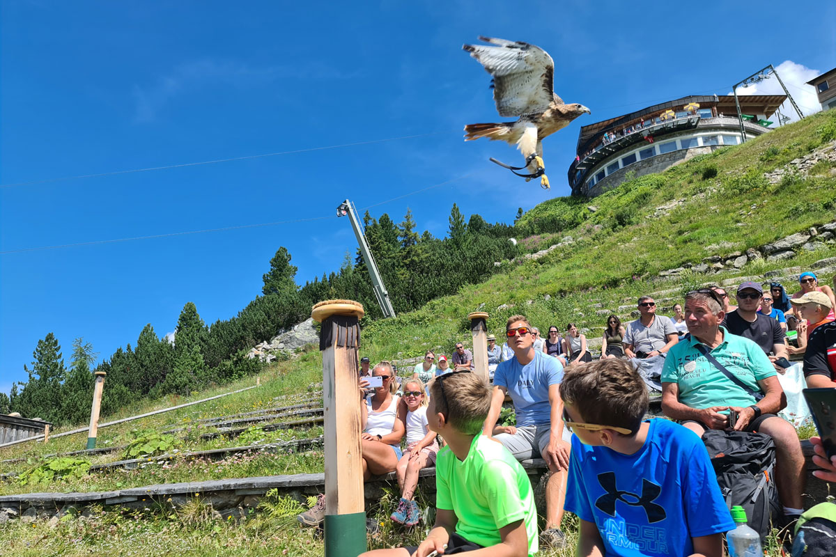 Mayrhofen Ahorn Greifvogelshow © Roland Schopper