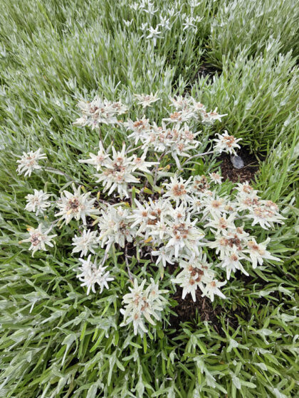 Sennhütte - Edelweiss © Roland Schopper