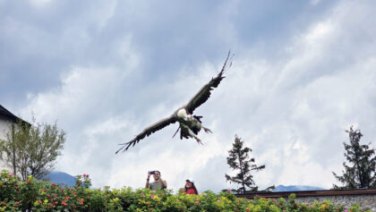 Burg Hohenwerfen GreifvogelShow © Roland Schopper