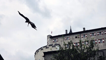 Burg Hohenwerfen GreifvogelShow © Roland Schopper