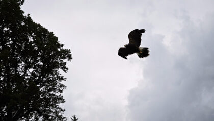 Burg Hohenwerfen GreifvogelShow © Roland Schopper